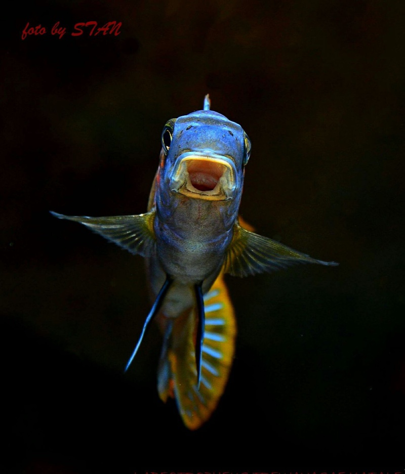 Labeotropheus trewavasae 'Makankha Reef'